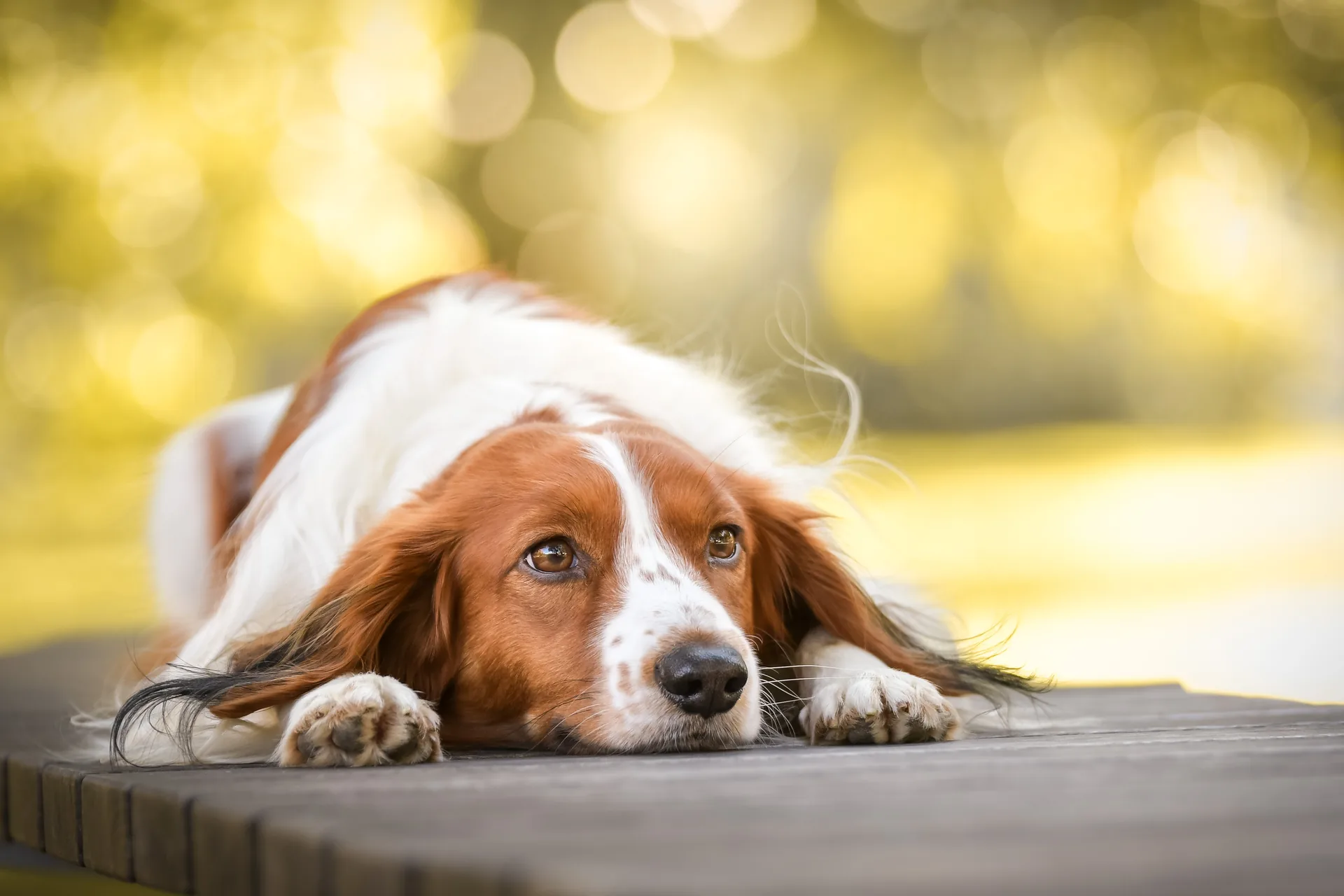 Kooikerhondje, Vertrauen Sie auf unsere Erfahrung