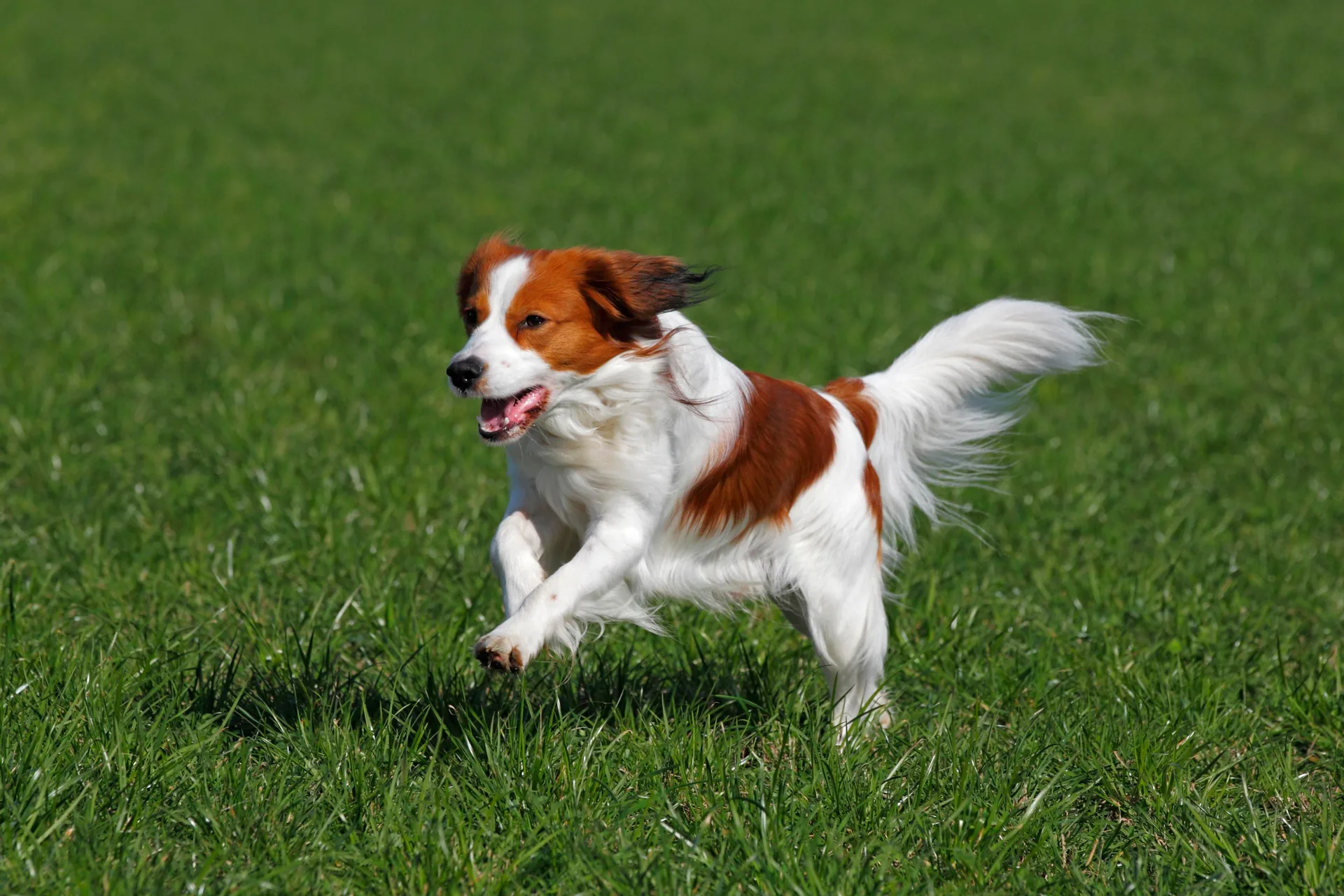 Kooiker im Lauf
